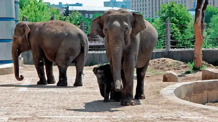 حديقة الحيوانات في موسكو