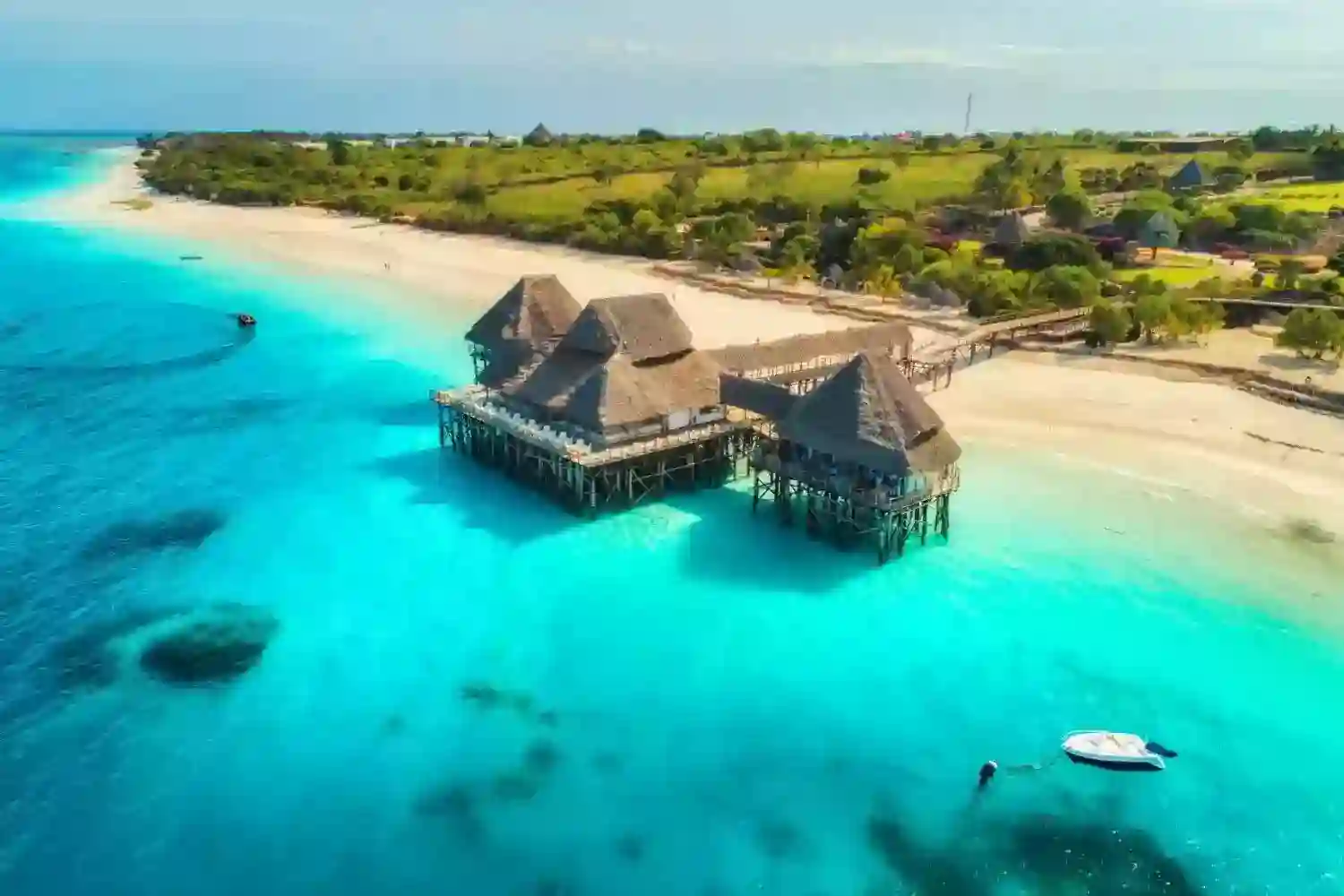 عرض زنـــجــــبـــــار في شهر يناير وفبراير