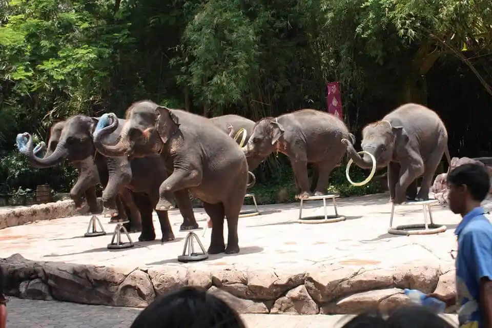 حديقة سفاري وورلد بانكوك