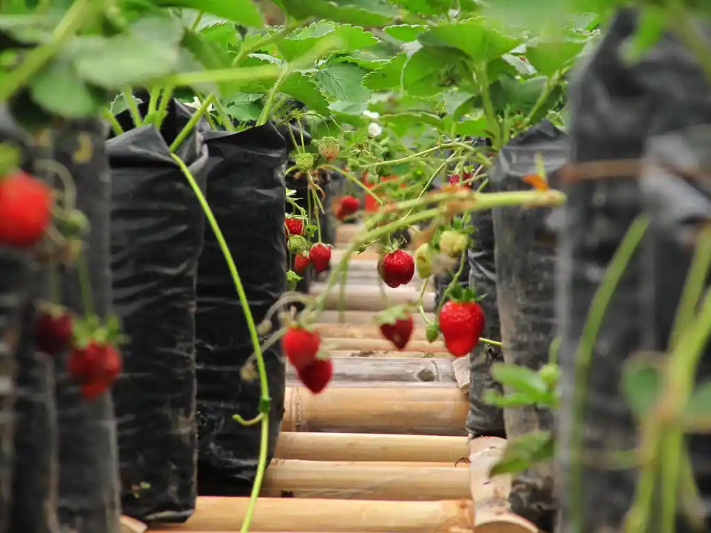 حدائق الفراولة اندونيسيا