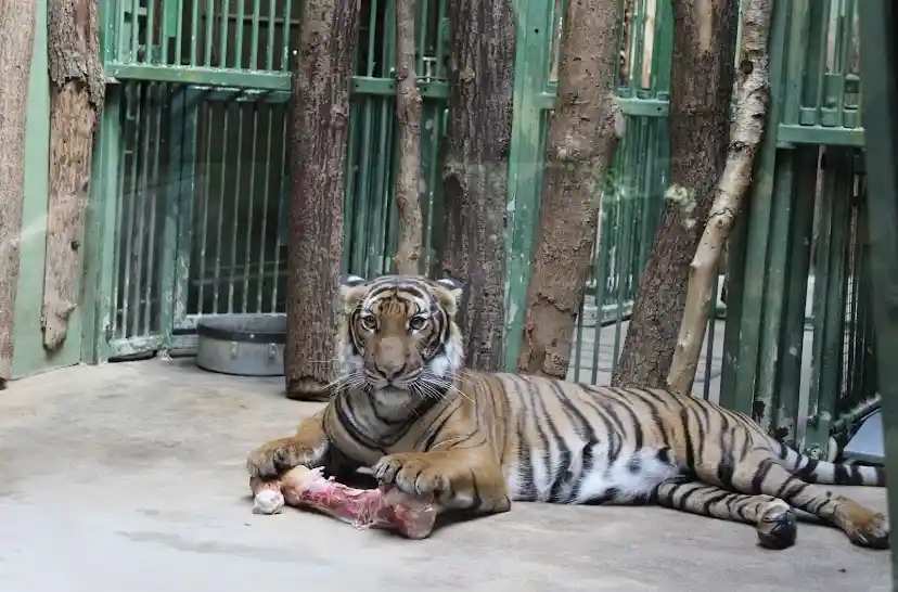 حديقة الحيوانات براغ في التشيك